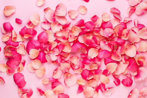 Preview: Valentine'S Day. Rose Flowers Petals On White Background. Valentines Day Background. Flat Lay, Top