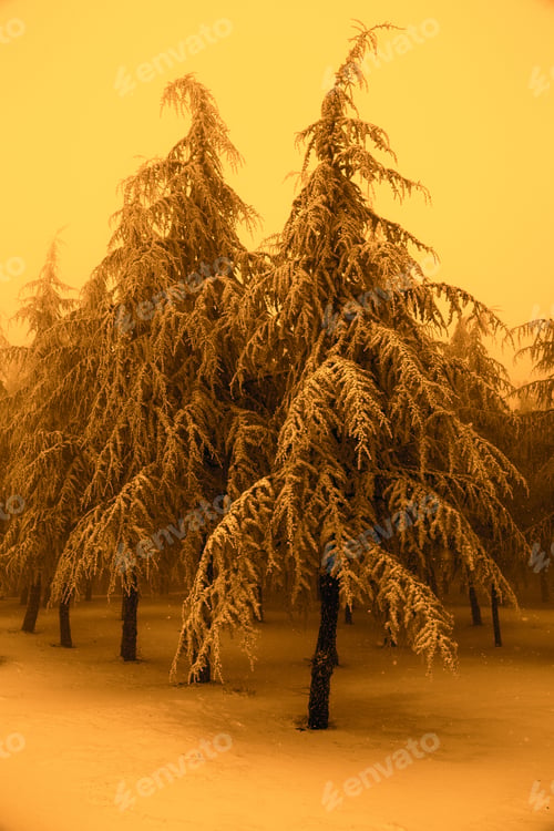 Preview: Winter Fir Tree. Snow On Fir Trees In Winter Forest. Color Effect.