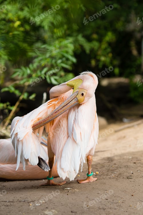 Vorschau: Orangenpelikan. Großer Vogel im Zoo.