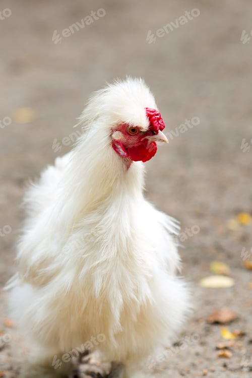 Preview: Different Varieties Of Chicken Outdoors.