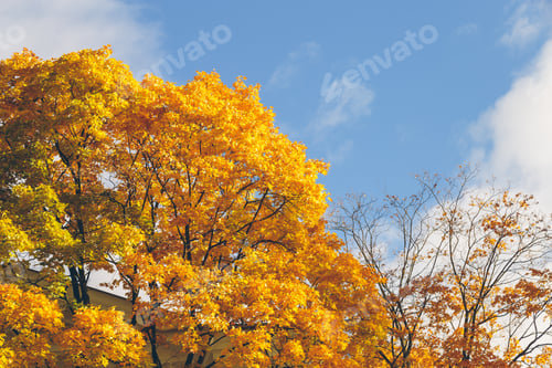 Preview: Park In The Fall In St. Petersburg