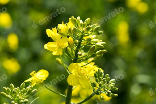 Preview: Rapeseed (Brassica Napus) Is A Crop Grown For Oilseeds, Used Mainly To Produce Oil.