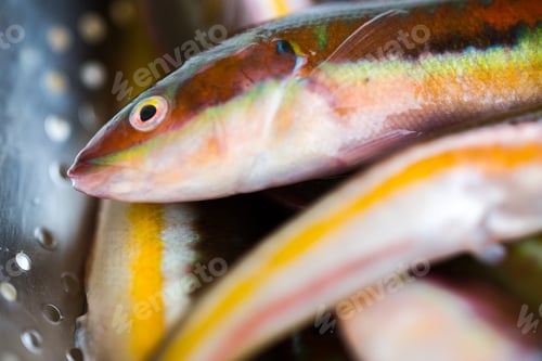 Preview: Preparing To Cook The Raw Fresh Mediterranean Rainbow Wrasse Fishes In Puglia, South Of Italy
