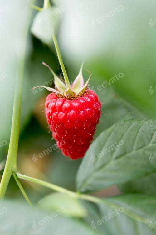 Preview: Eco Raspberry Ripe Close Up In The Garden.