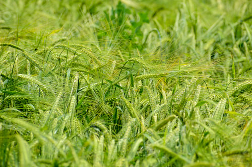 Preview: Ripening Barley On The Field In Early Summer