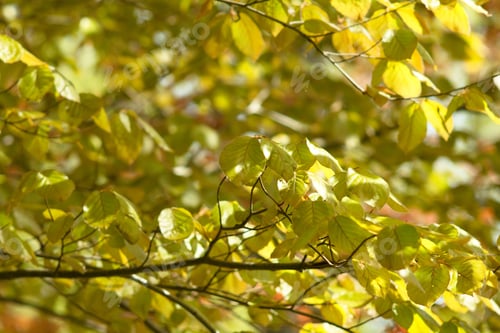 Preview: Beech Tree, Beech Spring Twig With Fresh Leaves, Game Of Reflections And Lights, Spring Natural