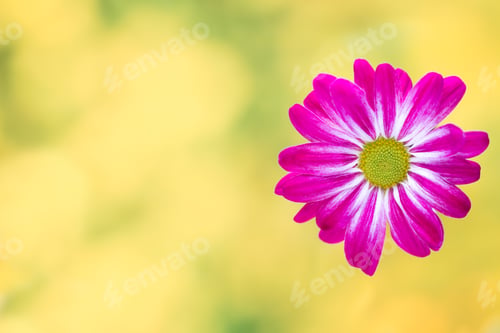 Preview: Pink Chrysanthemum On Yellow Backgrounds.