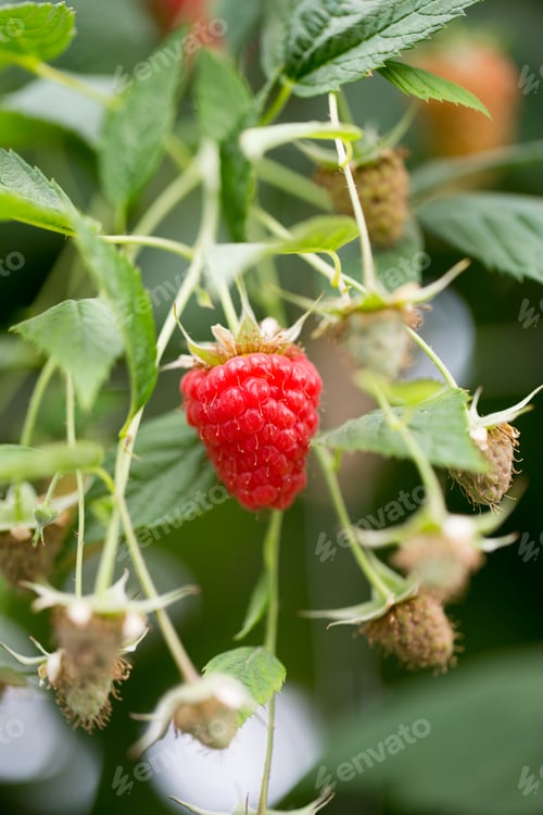 Preview: Eco Raspberry Ripe Close Up In The Garden.