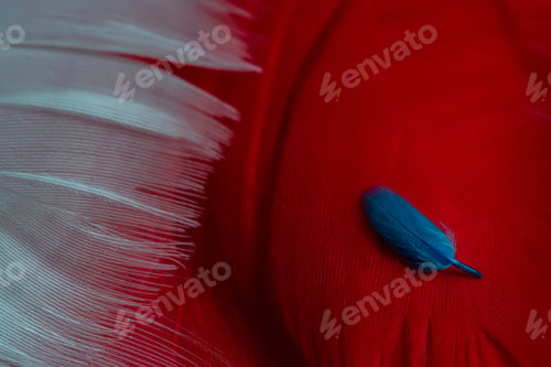 Preview: Macro View Of One Small Blue Feather Lying On Red Feathers.