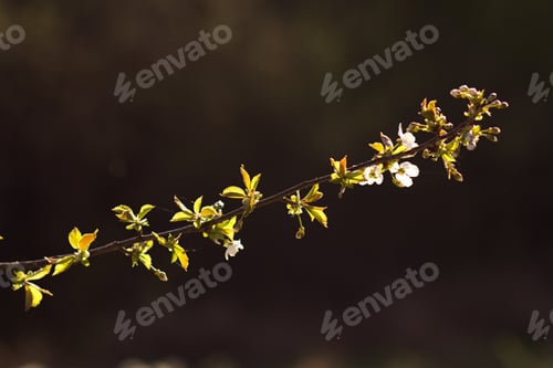 Preview: Cherry Blossom, Cherry Blossoming Twig, Spring Fruit Background.