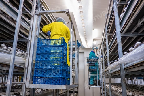Preview: Modern Industrial Cultivation Of White Mushrooms In Large Volumes