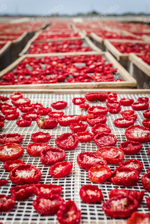 Preview: Delicious Pachino Tomatoes Drying At The Sun In A Huge Production In Sicly