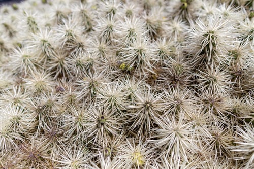 Preview: Cactus At Cactus Garden (Jardin De Cactus), Situated In The Village Of Guatiza On The Island Of