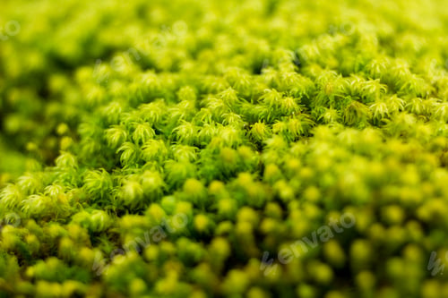 Preview: First Spring Green Moss, Natural Spring Background.