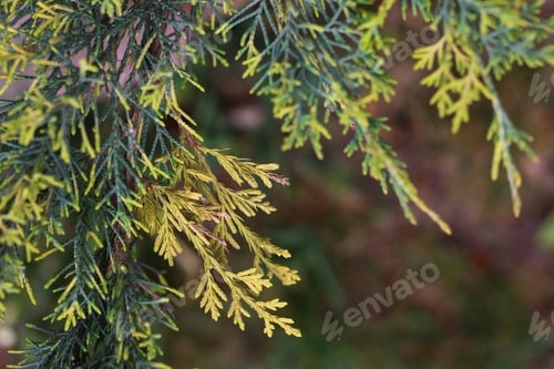Preview: Branches Of Natural Coniferous Tree Outdoor Background
