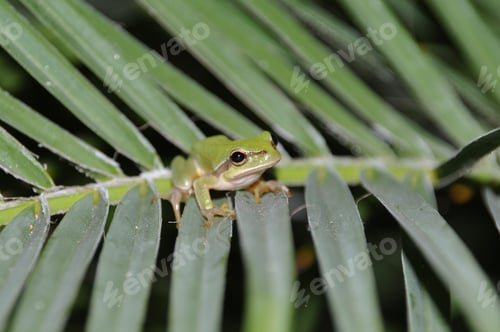 Preview: Gorgeous Tree Frog On Palm Tree Leaves In Kos, Greece