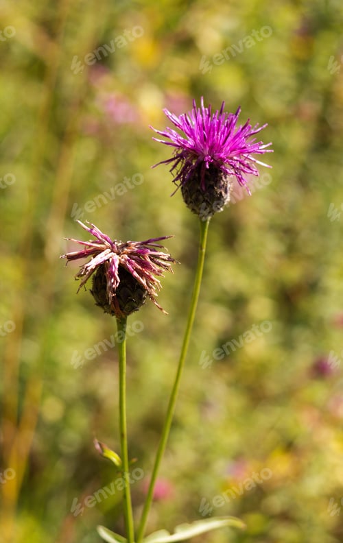 Preview: Carduus Crispus Is A Summer Field Flower, Abundant In The Summer Meadow.