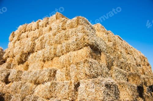 Preview: The Hay Storage Shed Full Of Bales Hay On Farm