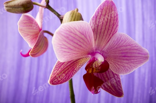 Preview: Pink Orchid With Buds. Greeting Card.