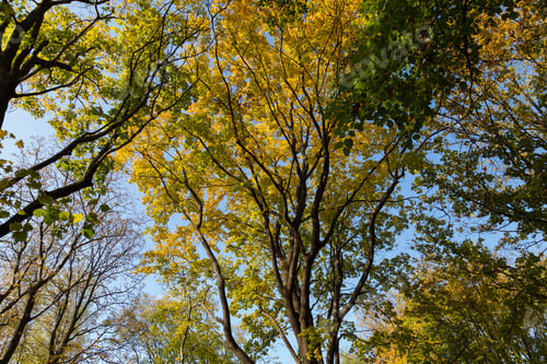 Preview: Yellow Trees In The Period Of Golden Autumn. Background