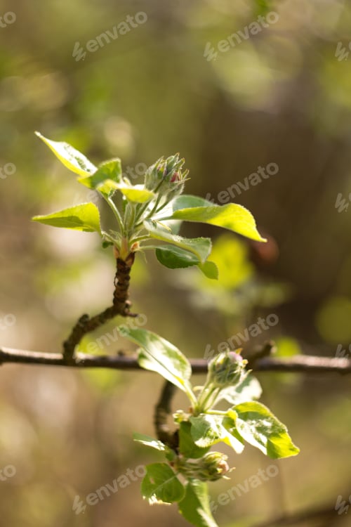 Preview: Apple Blossom, Apple Blossoming Twig, Spring Fruit Background.