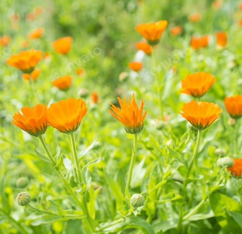 Preview: Growing Orange And Yellow Flowers Marigolds (Calendula). Sunny Day. (Selective Focus)