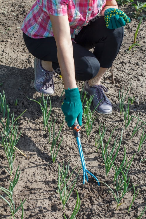 Preview: Female Gardener In Green Gloves Is Loosening Soil Around Green Onions Using Small Hand Garden Rake