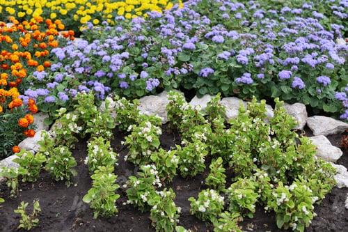 Preview: A Beautiful City Flowerbed With Flowers. Using Green Technologies To Improve The Quality Of Life