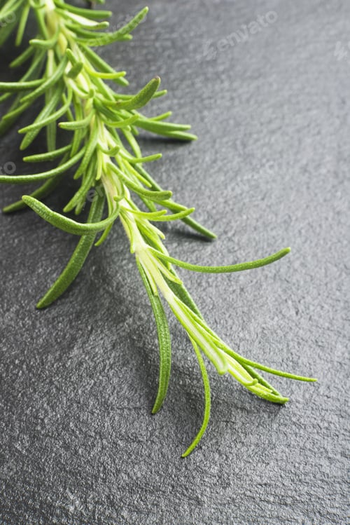 Preview: Branches Of Rosemary