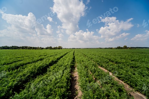 Preview: Long Field And Rows Of Carrots. Blue Summer Sky. Agricultural Background