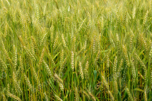 Preview: Ripening Rye On The Field In Early Summer