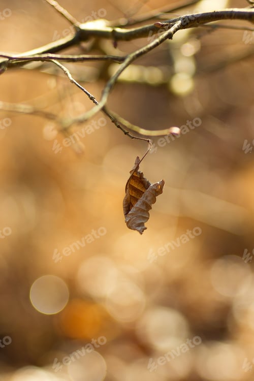 Preview: A Dry Brown Leaf On A Twig, Brown Natural Background.