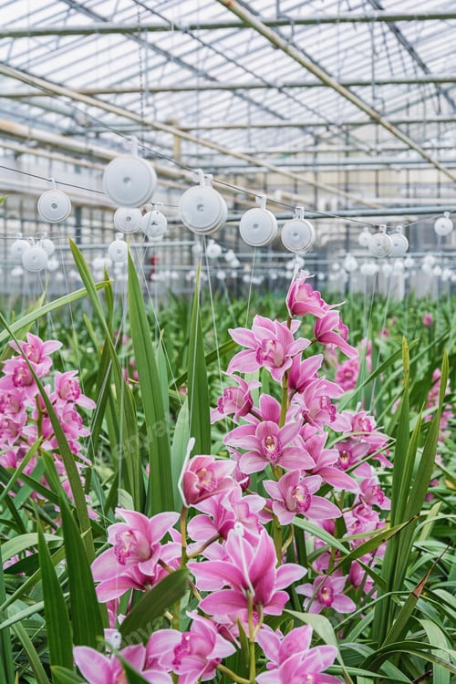 Preview: The Plantation Of Orchids In A Greenhouse.