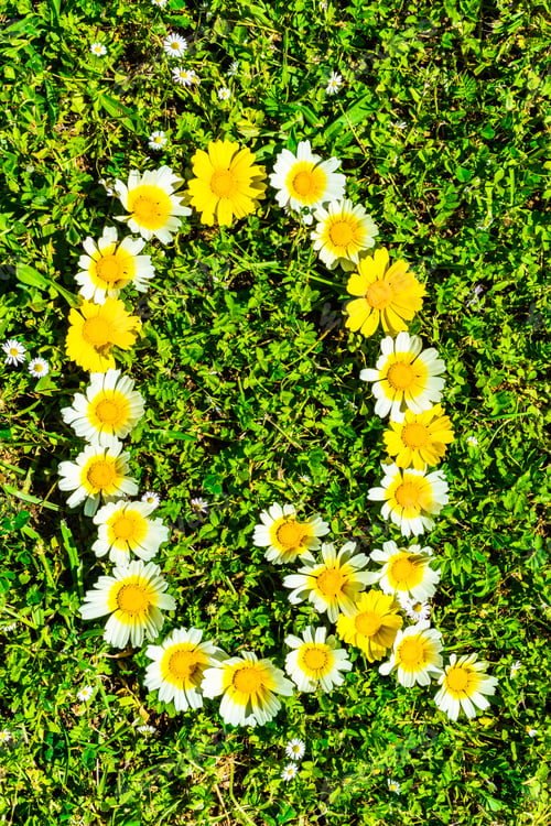 Preview: Alphabet Texture, Letter Q Made Of Daisy Flowers Petals, Floral Font In Green Fresh Grass.