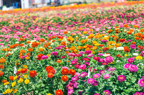 Preview: Beautiful Variety Of Multi Color Flowers.