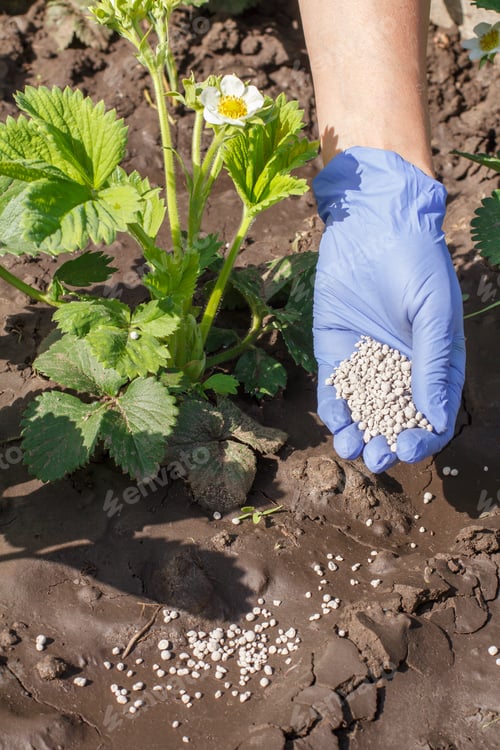 Preview: Female Hand In Rubber Glove Giving Chemical Fertilizer To Young Bushes Of Strawberries During Their