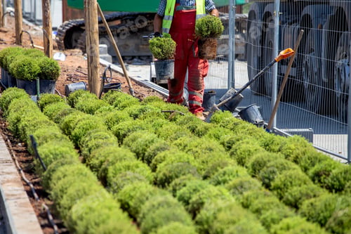 Preview: Gardener Worker Planting In A City Park.