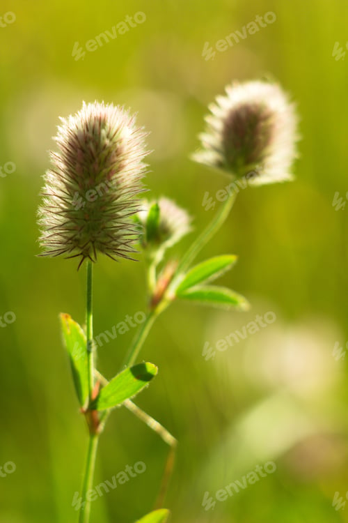 Preview: Background Summer Meadow Countryside And Flower.