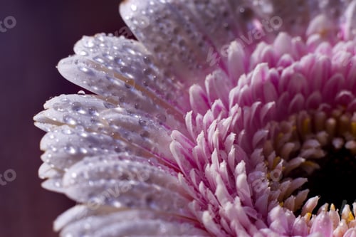 Preview: Pink-Purple Gerbera Flower With Dew Drops On Background