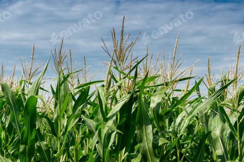 Preview: Green Corn Growing On The Field On A Sunny Day