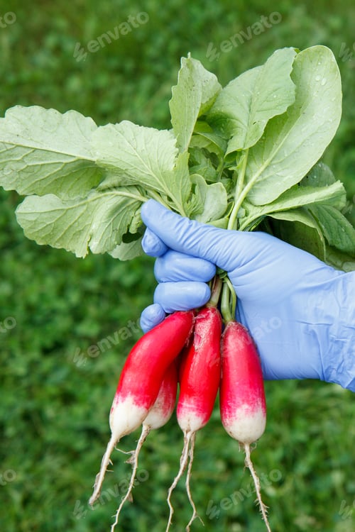 Preview: Female Gardener In Blue Latex Gloves Is Holding Fresh Red Ripe Radish With Leaves. Spring