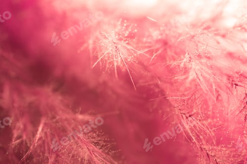 Preview: Living Coral Feather Abstract Background. Studio Macro Shoot.