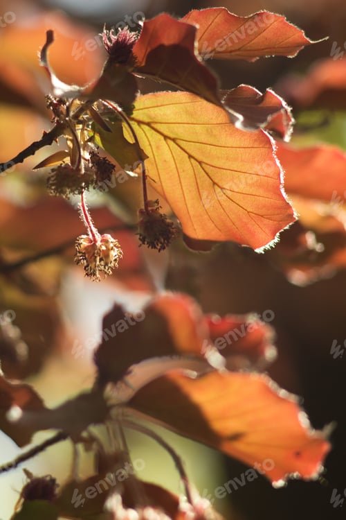 Preview: Beech Tree, Beech Spring Twig With Fresh Leaves, Game Of Reflections And Lights, Spring Natural