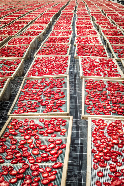 Preview: Delicious Pachino Tomatoes Drying At The Sun In A Huge Production In Sicly