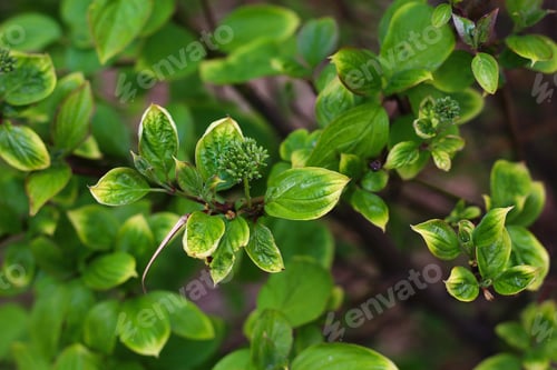 Preview: Beautiful Fresh Leaves Of A Tree, Background