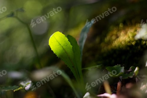 Preview: Green Abstract Grass Background.