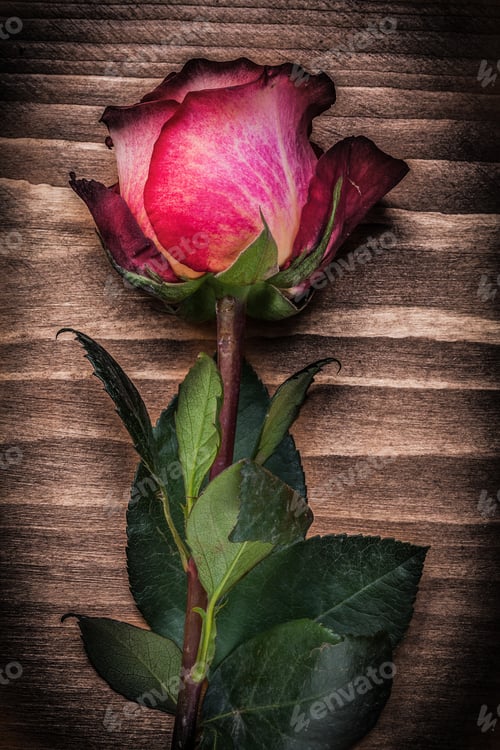 Preview: Red Expanded Rosebud On Wood Board Holidays Concept.