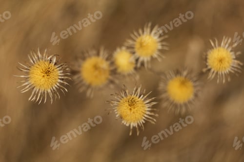 Preview: An Old Dry Flower, Dried Thistle In Spring After Winter.