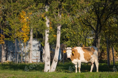 Preview: Cow In The Pasture In The Village. Rural Landscape. Selective Focus Background