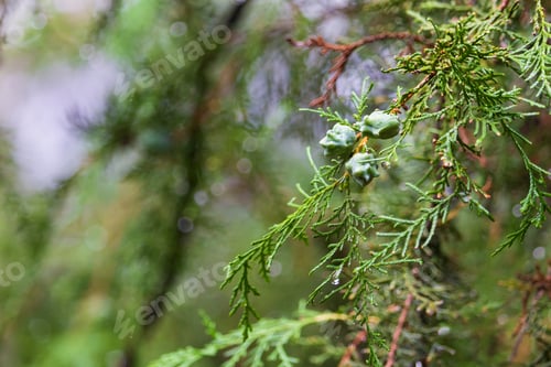 Preview: Young Shoots Of Thuja
